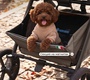 Детская коляска Sweet Baby SBL Alba 2.0